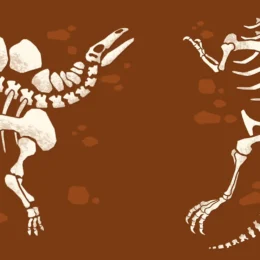 Sketch of dinosaur fossils