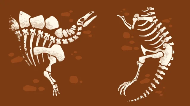 Sketch of dinosaur fossils