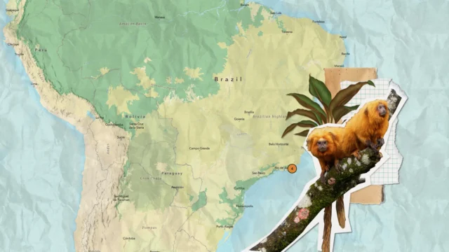 Map of South America showing endemic species.