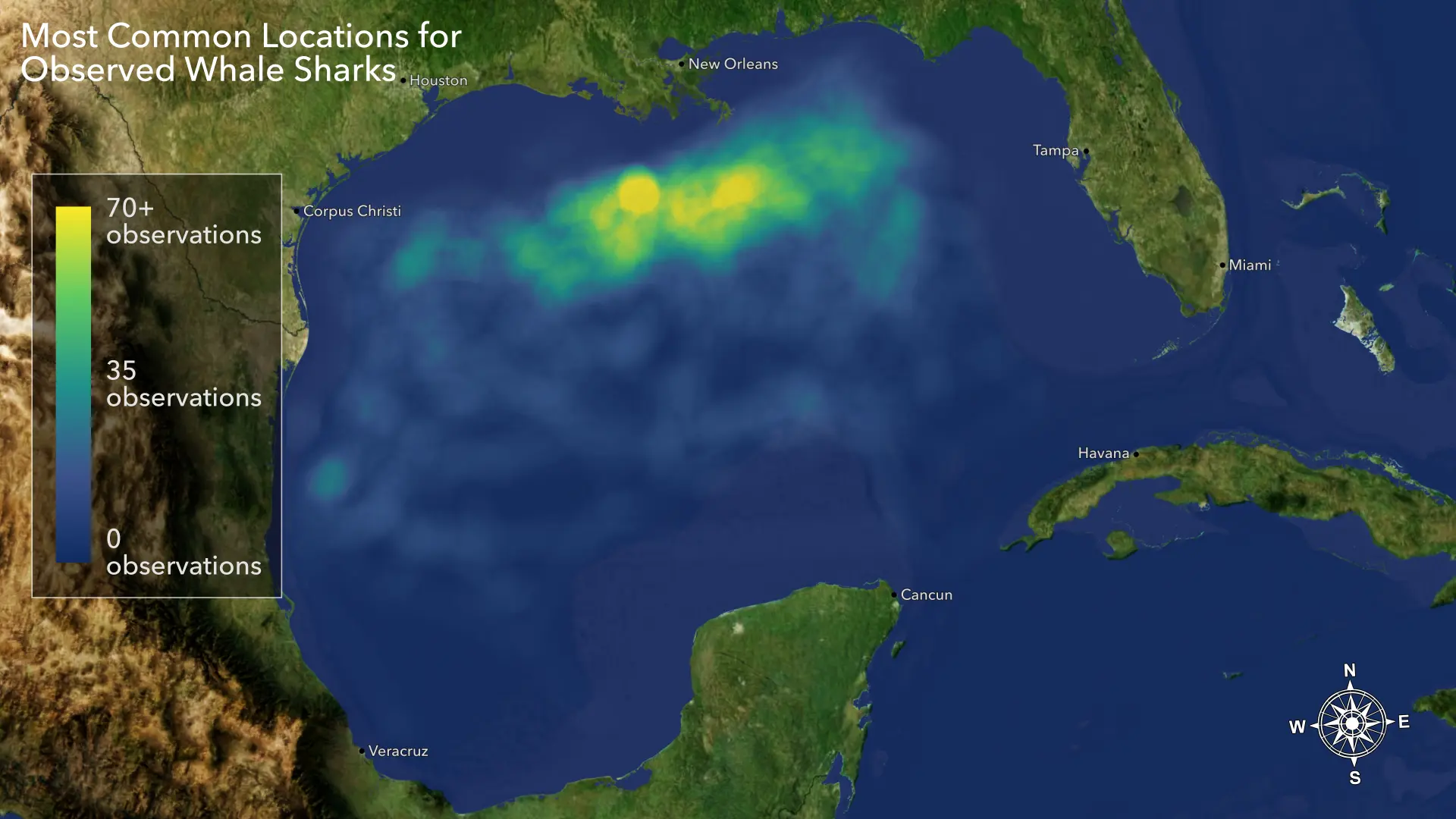 Map of the Gulf of Mexico showing where whale sharks were most commonly observed.