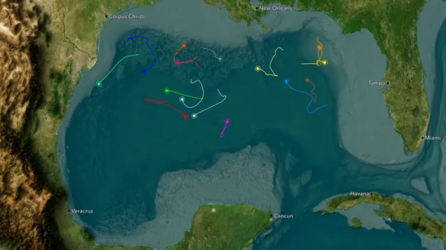 Article whale sharks featured