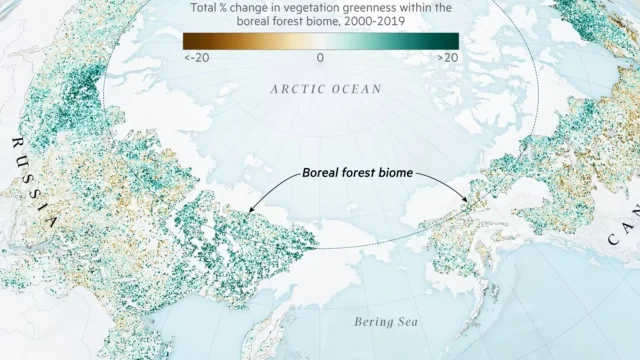 Research suggests boreal forests are moving north.